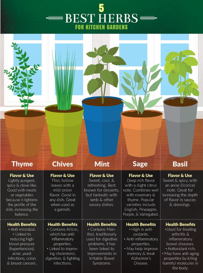 Kitchen Gardening - Five Best Herbs For Small Kitchen Gardens